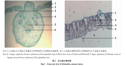 向日葵叶的生药学研究