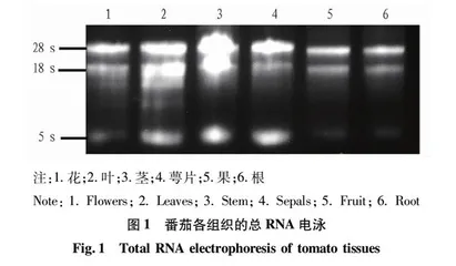 “Bolgogragsky”番茄cDNA文库的构建及质量评价