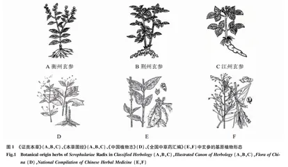 玄参的本草考证