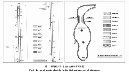 不同处理措施对农村生活污水净化效果研究