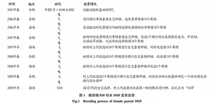 鲜食甜糯玉米新品种徽甜糯810的选育