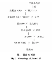 小麦骨干亲本晋麦62号的遗传特点分析