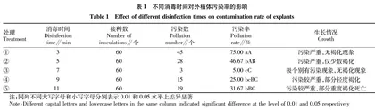盆栽小菊组培快繁体系的建立及玻璃化研究