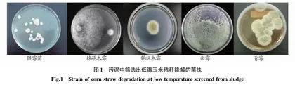 耐低温降解玉米秸秆复合菌剂的构建及其降解效果评价