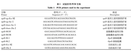 1株假单胞菌oprD基因缺失和回补载体的构建