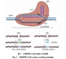 CRISPR/Cas9技术及其应用于基因敲除研究进展