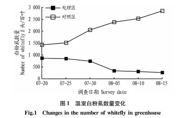 烟盲蝽和丽蚜小蜂协同防治设施蔬菜温室白粉虱技术研究