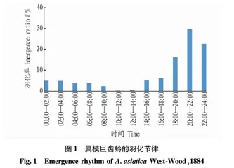 属模巨齿蛉成虫若干夜间行为研究