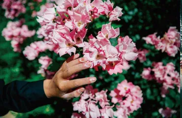 “小白村”的花儿6