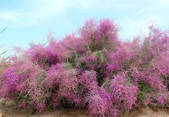 吐鲁番:沙漠中建起植物园1
