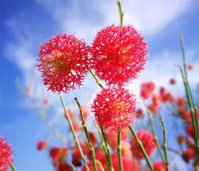 吐鲁番:沙漠中建起植物园2