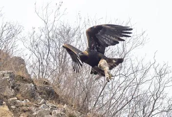 追金雕的人