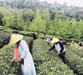 “一茶一竹”品崇州