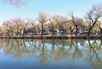 颐和园大树美容记1