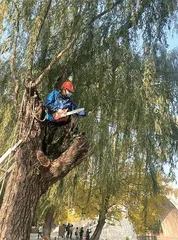 颐和园大树美容记2