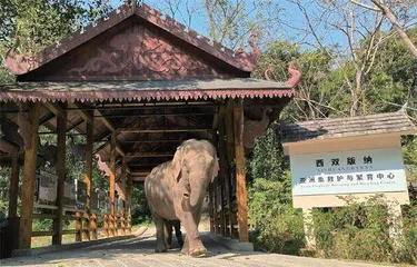 西双版纳:为象安家1