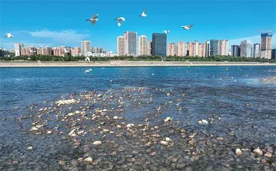 宜昌:长江水清,江豚逐浪2