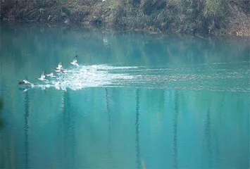 万类“浙”里竞自由