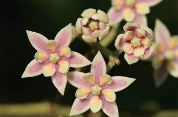 孙卫邦:搭建“植物ICU”2