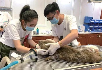 新疆有个“河狸公主”