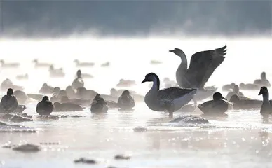 沈阳:绿染沈水,浑河蝶变1
