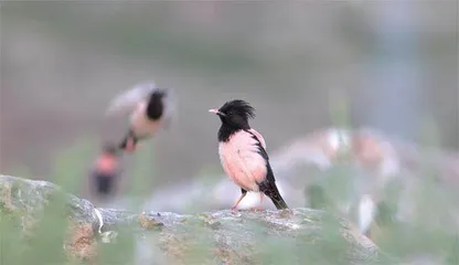 让自然保护触手可及3