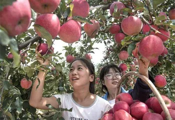 “金苹果”养成记