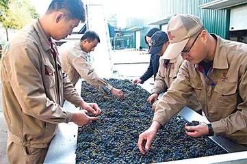崛起,中国葡萄酒1