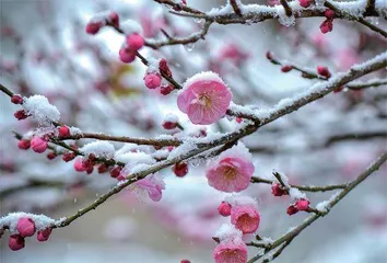 凌寒花开
