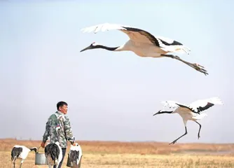 盘锦:绿苇红滩锦绣画卷1