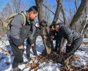虎啸山林,豹走青川2