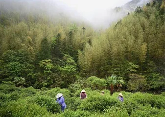 武夷山:园绿茶更香1