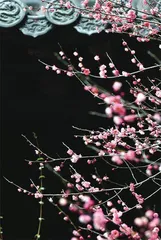 浙江:树在心中1