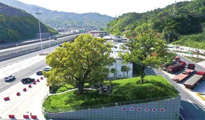 浙江:树在心中2