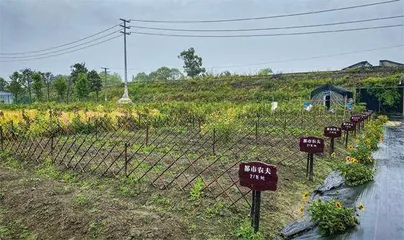 辞职入乡种地十年