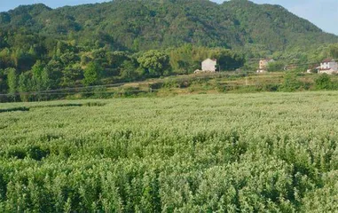 深入挖掘和转化“小艾草”的三大资源优势1