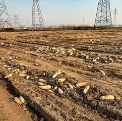 丰收的大白菜烂地里1