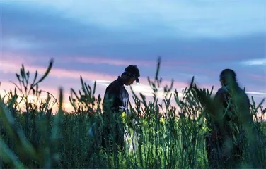 罗山脚下,戈壁黄花分外香1