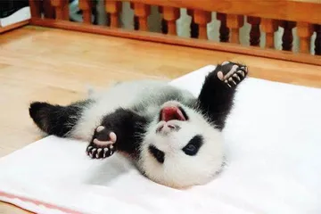 我们为什么爱熊猫?3