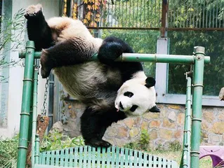 我们为什么爱熊猫?6