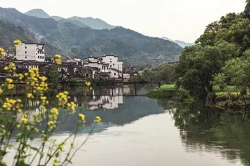 春到婺源 邂逅“最美油菜花”1
