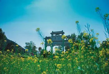春到婺源 邂逅“最美油菜花”2