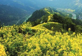 春到婺源 邂逅“最美油菜花”3
