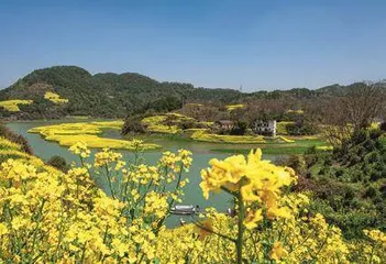 春到婺源 邂逅“最美油菜花”4