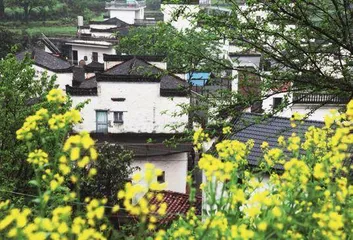 春到婺源 邂逅“最美油菜花”6