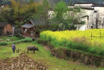 春到婺源 邂逅“最美油菜花”7