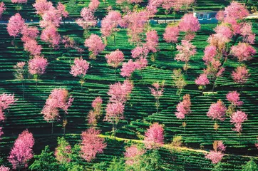 冬季赏花胜地——无量山樱花谷
