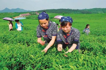 探寻博大精深的中国茶文化2