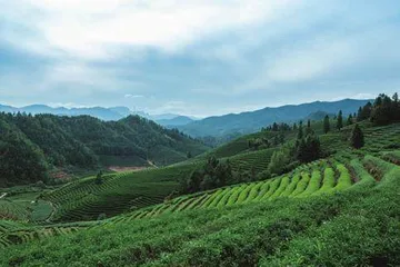 探寻博大精深的中国茶文化4