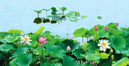 白洋五日看回花 馥馥莲芳入梦来1